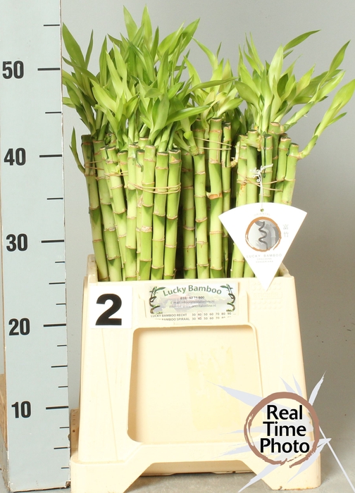<h4>DRAC LUCKY BAMBOO</h4>