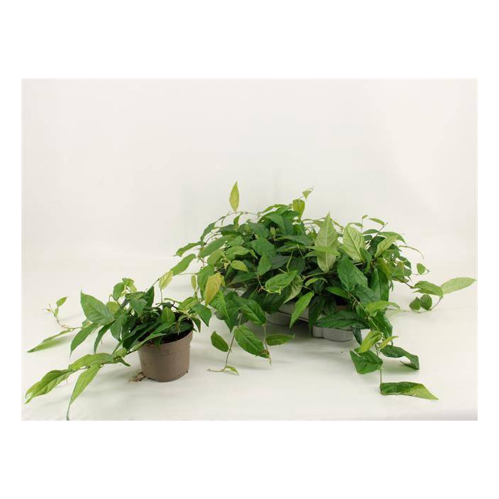 <h4>Ficus sagittata (F. radicans) 12Ø 20cm</h4>