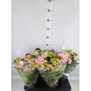 Hydrangea mac. 'Hovaria'
