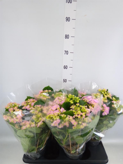 <h4>Hydrangea mac. 'Hovaria'</h4>
