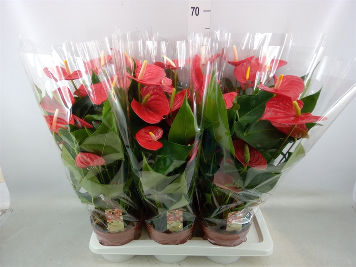 <h4>Anthurium andr. 'Kentucky'</h4>