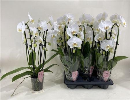 <h4>Phal An Glasgow 3 Branches 18+</h4>