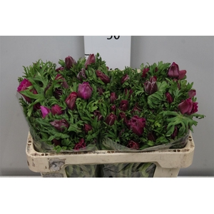 Anem Co Galil Purper