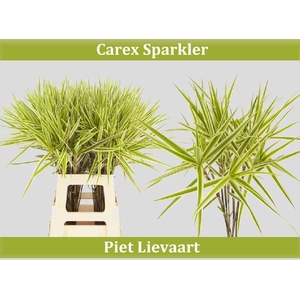 CAREX PH SPARKLER