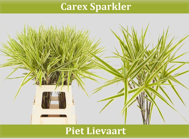 CAREX PH SPARKLER