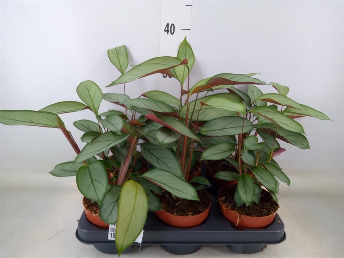 <h4>Ctenanthe   ...</h4>