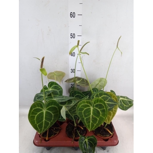 Anthurium clarinervium