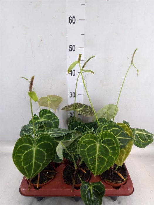 <h4>Anthurium clarinervium</h4>