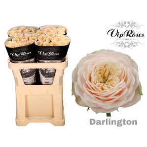 R GR DARLINGTON x40