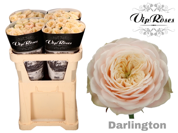 <h4>R GR DARLINGTON x40</h4>