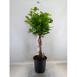Ficus microcarpa 'Moclame'