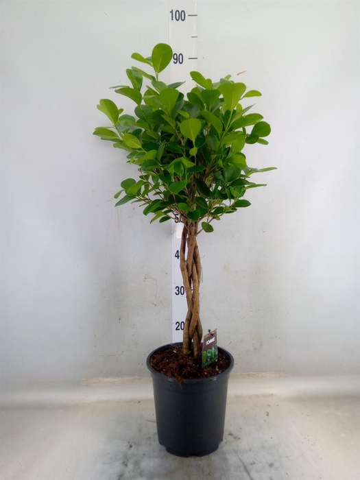 <h4>Ficus microcarpa 'Moclame'</h4>