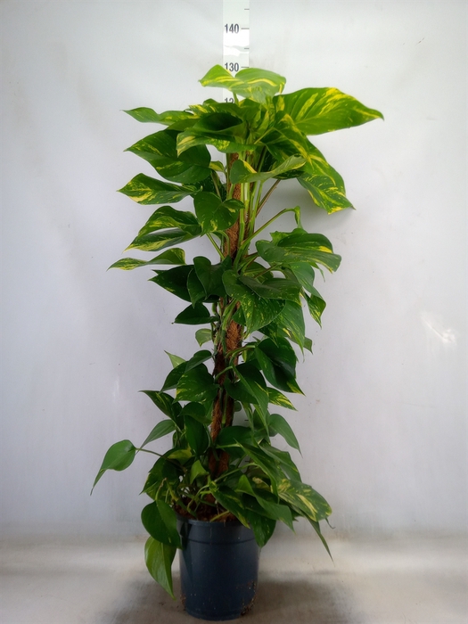 <h4>Epipremnum pinn.   ...moss stick</h4>