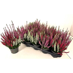 CALLU BL STARLI GEM
