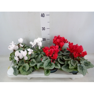 Cyclamen MD   ...