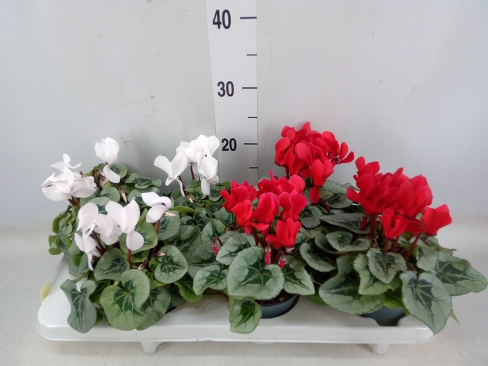 <h4>Cyclamen MD   ...</h4>