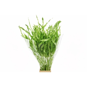 Dried Strelitziablad Appelgroen P Stem