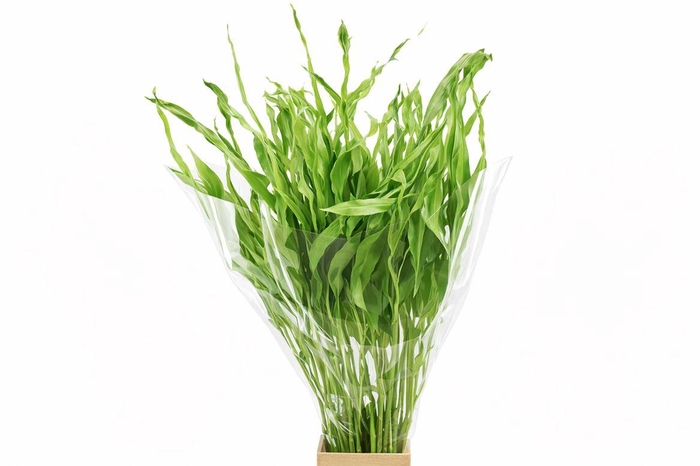 <h4>Dried Strelitziablad Appelgroen P Stem</h4>