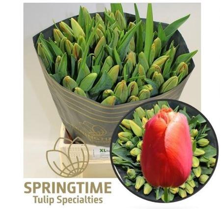 <h4>Tu En Avignon</h4>