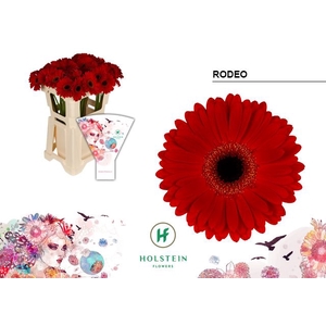 Gerbera Rodeo Water x40