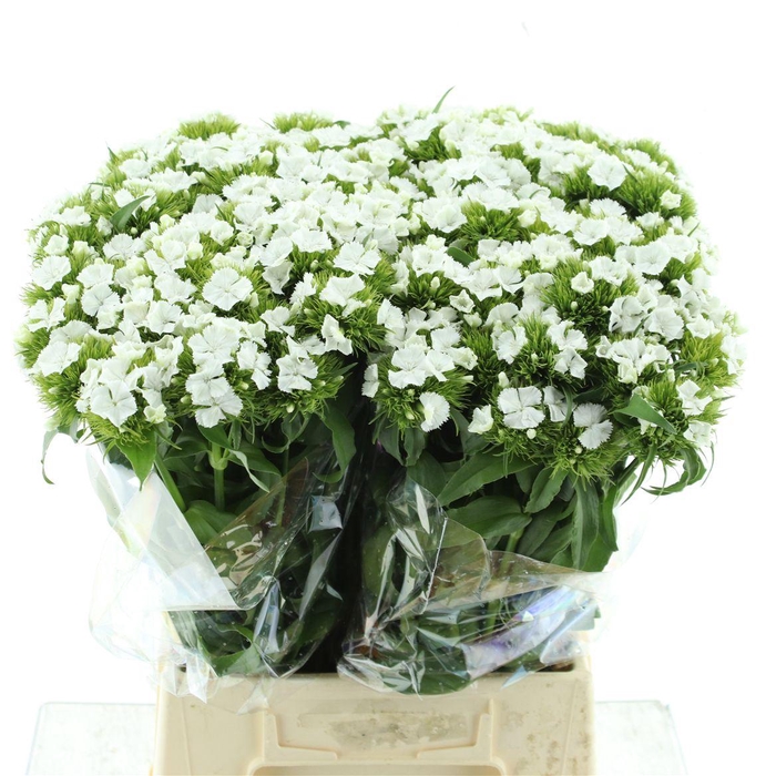 <h4>Di Barb Sweet Will White</h4>