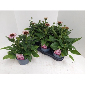 ECHINA SOMBRERO ROSE