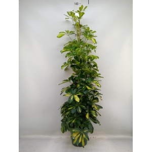 Schefflera arbor. 'Dalton'