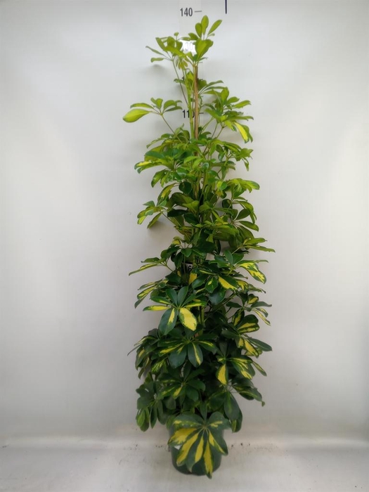 <h4>Schefflera arbor. 'Dalton'</h4>