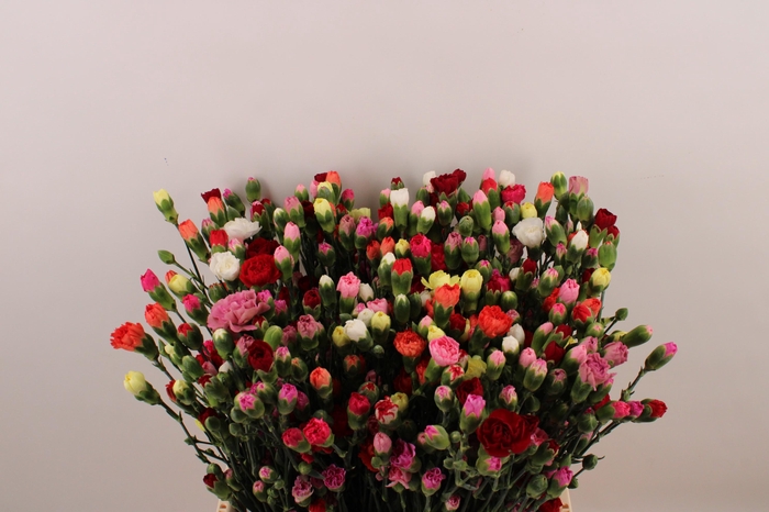 <h4>Di Tr Rainbow Mix</h4>