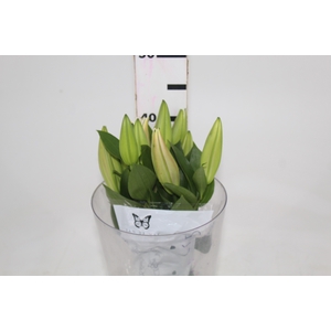 LIRIO ORIENTAL ROSA 040 CM HT 2/3 F