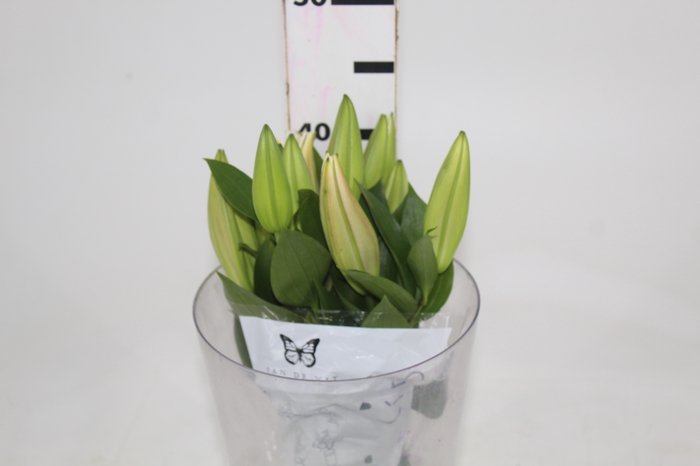 LIRIO ORIENTAL ROSA 040 CM HT 2/3 F