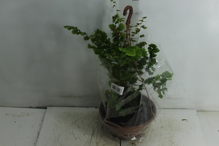 <h4>AVENCA VARIADA C21</h4>