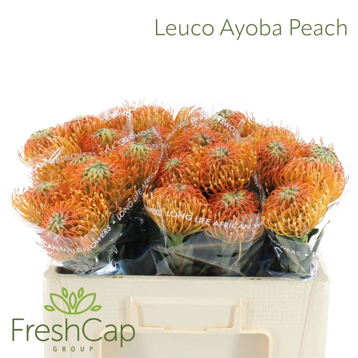 <h4>Leuco Ayoba Peach</h4>