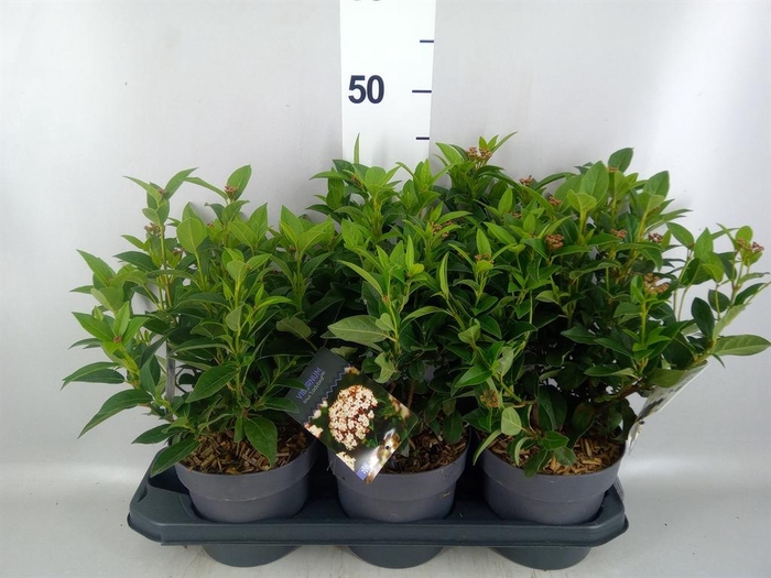 <h4>Viburnum tinus 'Spirit'</h4>
