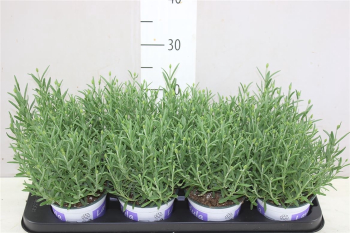 <h4>Lavandula Hidcote Blue Blauw</h4>