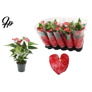 Anthurium 12 cm Micra in Couture sleeve