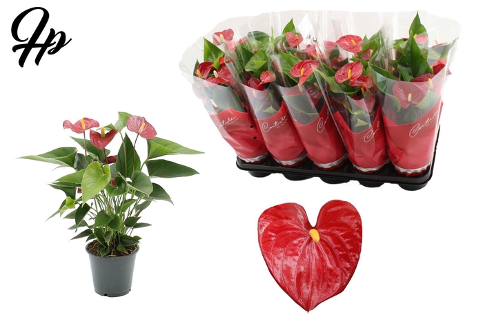 <h4>Anthurium 12 cm Micra in Couture sleeve</h4>