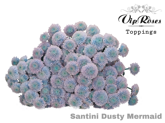 <h4>Chr S Vip Dusty Mermaid</h4>