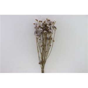 Dried Limonium Statice L. Pink Bunch