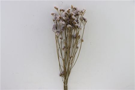 <h4>Dried Limonium Statice L. Pink Bunch</h4>