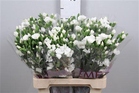 <h4>Di Te Solomio Ard</h4>