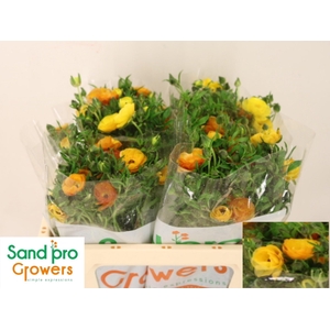 RAN CO MAG MARMALADE