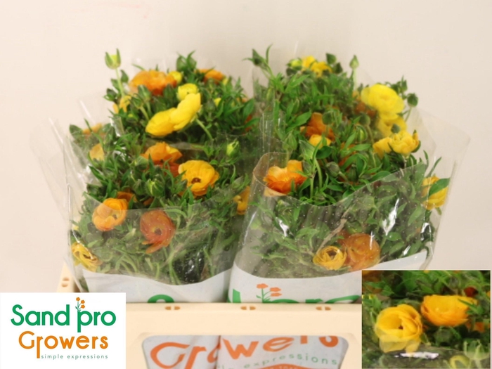 <h4>RAN CO MAG MARMALADE</h4>