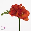 FREESIA DU RED BEAUTY 22 GR.