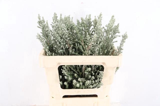 <h4>OZOTHMANUS JIM KELLY 050CM</h4>