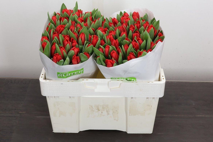 <h4>Tu En Escape</h4>