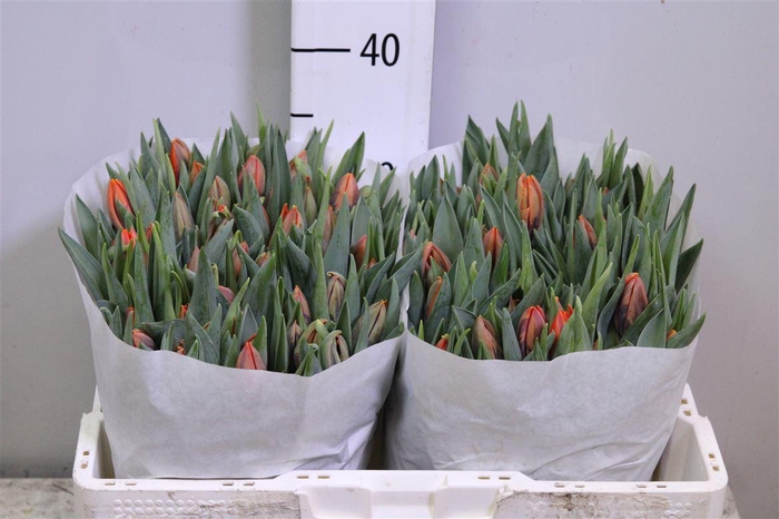 <h4>Tu En Prinses Irene</h4>