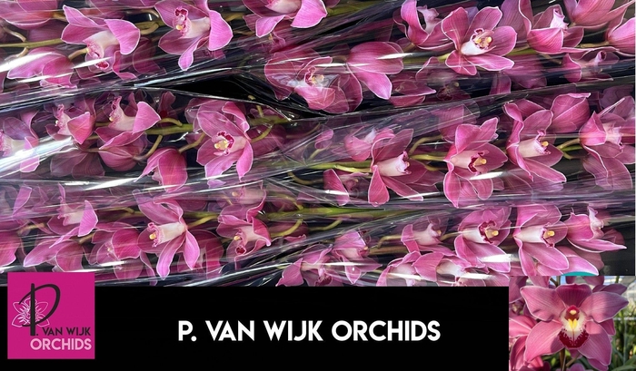 <h4>CYMB T PRINCESS</h4>