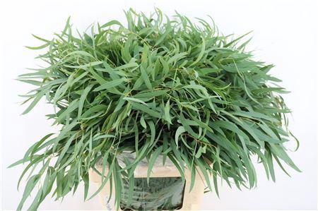 <h4>EUCA NICOLY 300GR P BUNCH</h4>