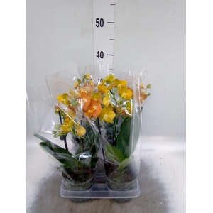 Phalaenopsis multi. 'FC Indian Sum'